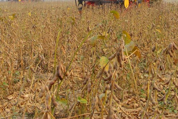 淮豆10号大豆品种的特性，防治地下害虫