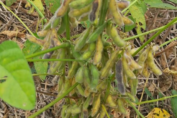 天隆2号大豆品种简介，每亩种植密度2万~2.5万株