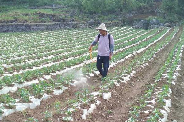 有哪些专杀地下害虫的农药，有辛硫磷、毒死蜱、敌百虫等