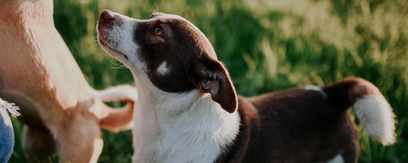 犬猫的牙齿数量，成年后一共会有42颗牙齿