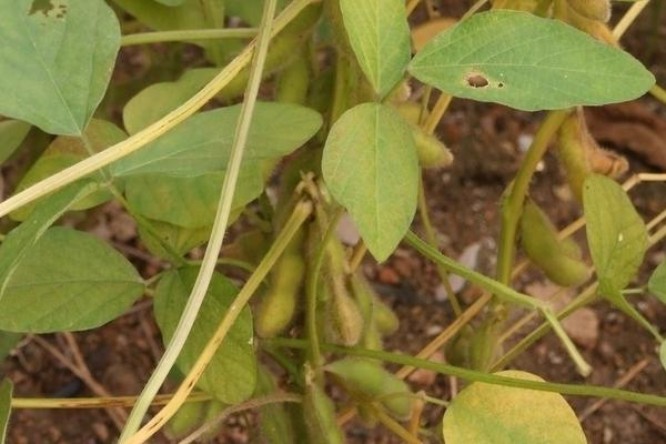 菏豆15号大豆品种的特性，属中熟夏大豆品种