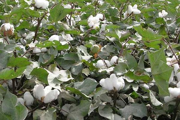 泛棉3号棉花种子特征特性，及时防治棉花害虫