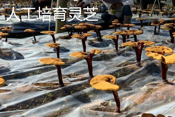 如何区分野生灵芝与人工培育灵芝，可以从色泽、大小等方面区分