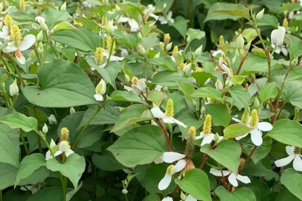 鱼腥草的外观，叶片紫红、茎干上有茎节且长着须状根