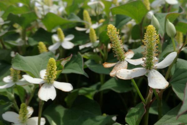 鱼腥草的外观，叶片紫红、茎干上有茎节且长着须状根