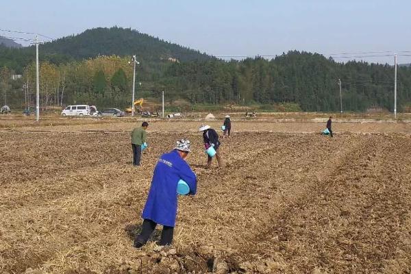 种菜撒籽后要不要立即浇水，播种后要覆盖细土才能浇湿周围的土壤