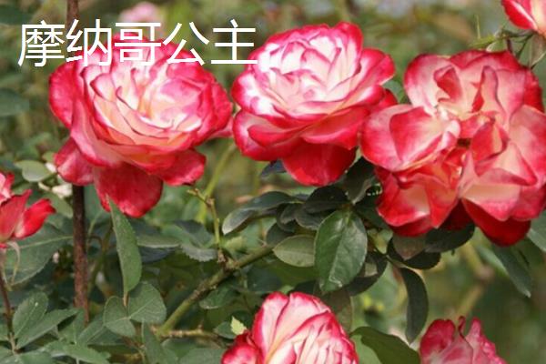 月季花有什么品种，果汁阳台、红双喜、龙沙宝石等品种较常见