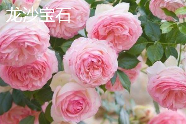 月季花有什么品种，果汁阳台、红双喜、龙沙宝石等品种较常见