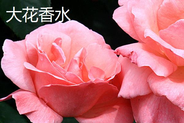 月季花有什么品种，果汁阳台、红双喜、龙沙宝石等品种较常见