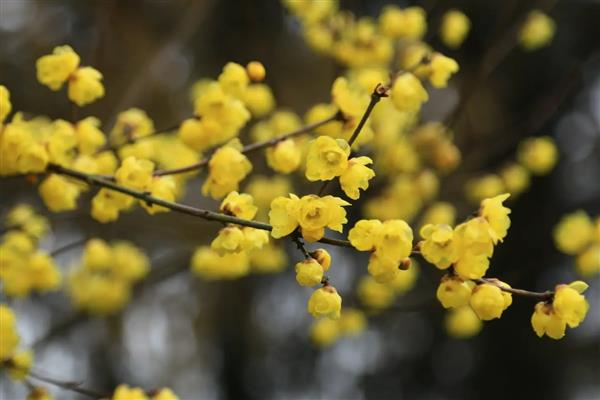 冬天开什么花，常见的有红花龙胆、君子兰等