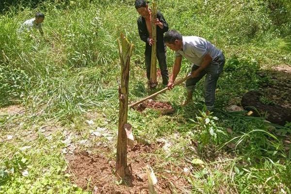 如何才能让芭蕉树彻底死掉，需要连根拔起或喷除草剂