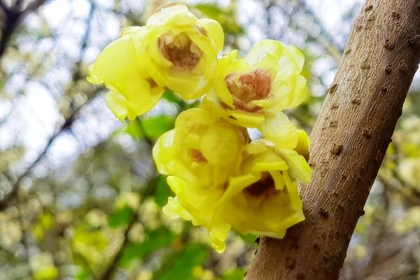 蜡梅的开花时间，11月中旬到第二年3月开花