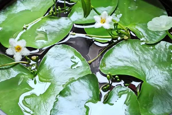 一叶莲水培用什么肥料，每次换水时施加几滴植物生长营养液即可