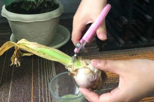 水培风信子开花后如何处理，剪除残花枯叶并消毒、将种球放置一段时间再重新栽培