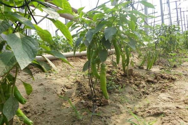 辣椒的种植方法，南方地区一年四季都可以栽种辣椒