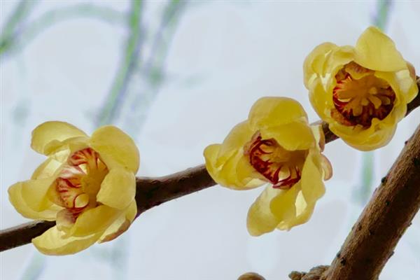 蜡梅的开花时间，11月中旬到第二年3月开花