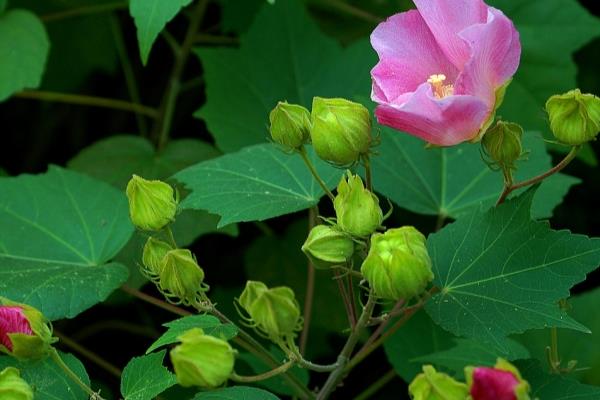 木芙蓉怎么养殖，花芽分化期可追施1-2次磷肥