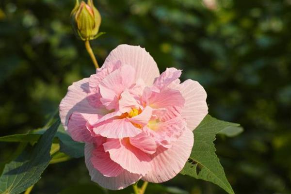 芙蓉花的家庭养殖方法，适合生长在光照充足的环境中