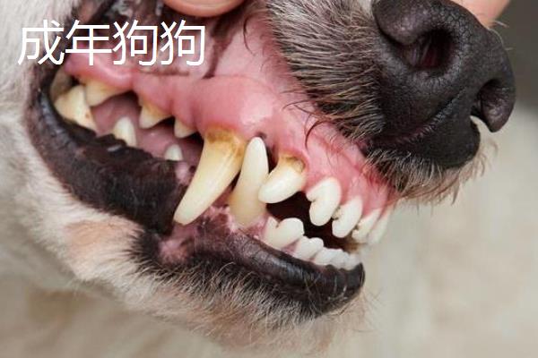 犬猫的牙齿数量，成年后一共会有42颗牙齿