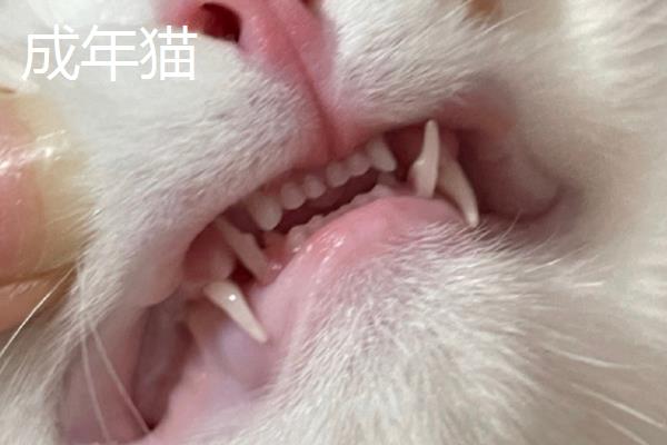 犬猫的牙齿数量，成年后一共会有42颗牙齿