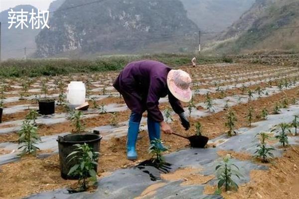 哪些作物适合在10月份种植，蒜苗、生菜、菠菜等蔬菜均可在此时栽培