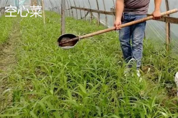 哪些作物适合在10月份种植，蒜苗、生菜、菠菜等蔬菜均可在此时栽培