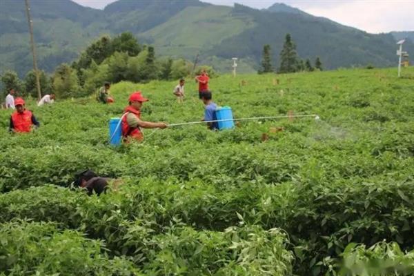 小辣椒疫病如何防治，中心病株出现时开始施药