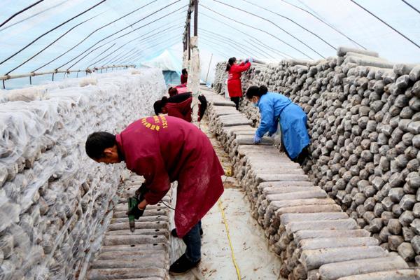 平菇锈斑病怎么防治，需通风降湿、喷施石灰水或漂白粉溶液