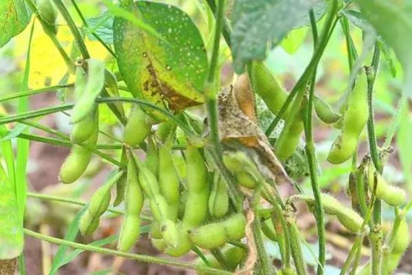 钼肥对大豆的作用，可以促进根瘤菌的形成与生长、增强固氮能力