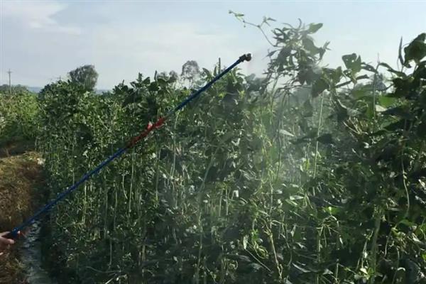 吡虫啉豆角开花后能用吗，可在豆角开花后使用