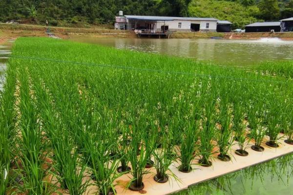 水稻能直接种水里吗，进行催芽处理后就可以直接播种在水里