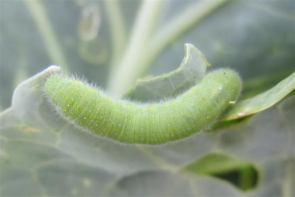 油菜的病虫害防治方法，不同病虫害的防治方法不同