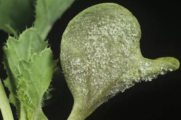 油菜的病虫害防治方法，不同病虫害的防治方法不同