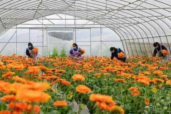 在农村开个花圃挣不挣钱，只要经营得当便可挣钱