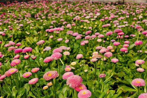 在农村开个花圃挣不挣钱，只要经营得当便可挣钱