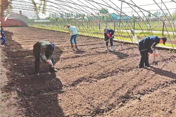 藿香的种植方法，苗高3cm及时间去过密苗