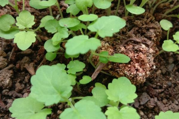 藿香的种植方法，苗高3cm及时间去过密苗