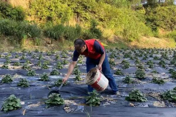 藿香的种植方法，苗高3cm及时间去过密苗