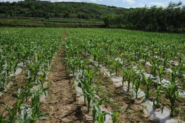 雷奥1号玉米种子特点，每亩适宜密度3500株左右