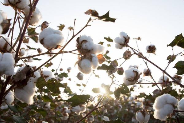 石早1号棉花种子特征特性，及时防治害虫