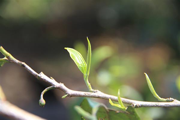 茶树的生长温度，日平均气温需要稳定在10℃以上为佳