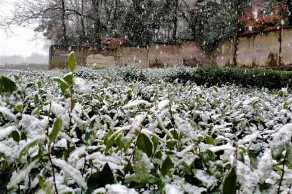 茶树的生长温度，日平均气温需要稳定在10℃以上为佳