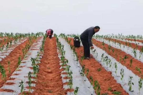 辣椒苗太密怎么处理，需根据情况及时拔除长势弱的植株