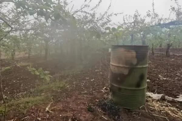 梨树开花时节的管理方法，花期喷硼能提高梨树的坐果率