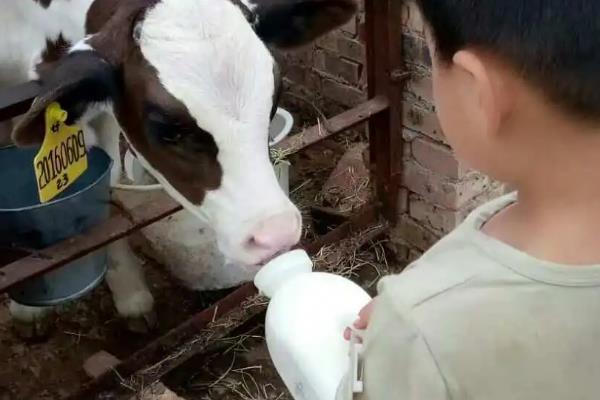 给小牛断奶的方法，可饲喂气味香甜的食物