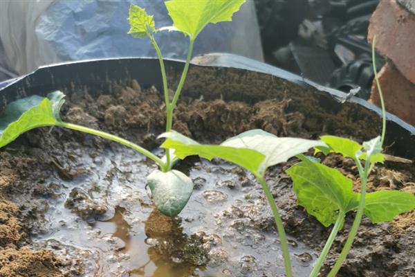 秋冬丝瓜定植后的管理方法，喷施新高脂膜可缩短缓苗期