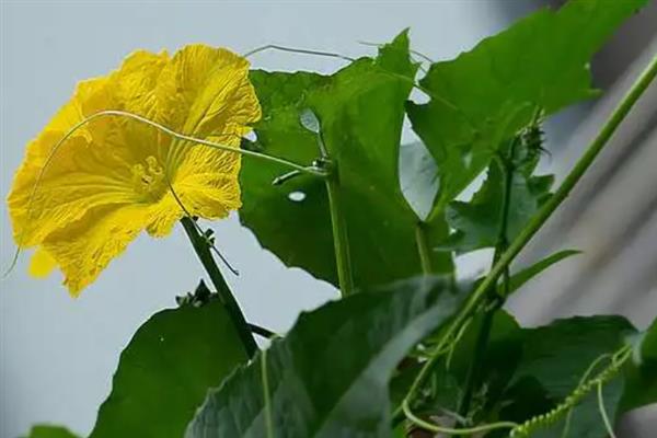 秋冬丝瓜定植后的管理方法，喷施新高脂膜可缩短缓苗期