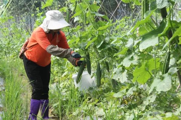 秋冬丝瓜定植后的管理方法，喷施新高脂膜可缩短缓苗期