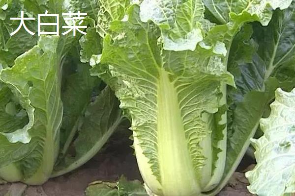 七月适合种什么菜，可以种大白菜、空心菜和香菜等