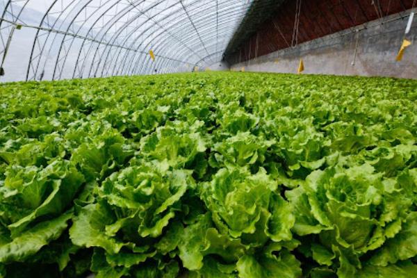 七月适合种什么菜，可以种大白菜、空心菜和香菜等